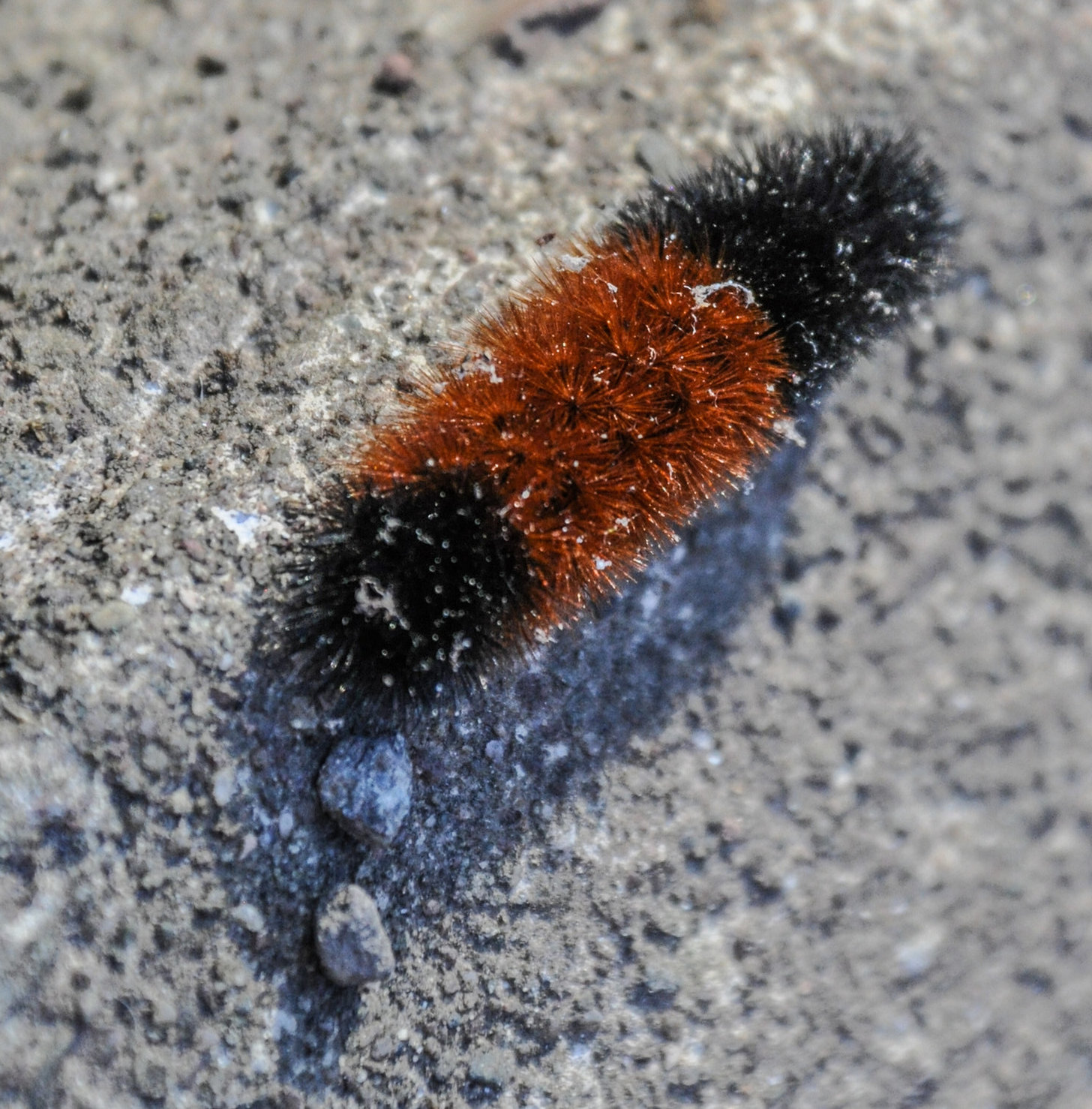 The woolly bear predicts “a mild and cold winter—straight from the folkloric ‘psychic of the woods.’” Yep, I just coined that; let’s see if it catches on.